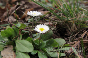kraj-januarskog-proljeca-za-vikend-pad-temperature-i-padavine